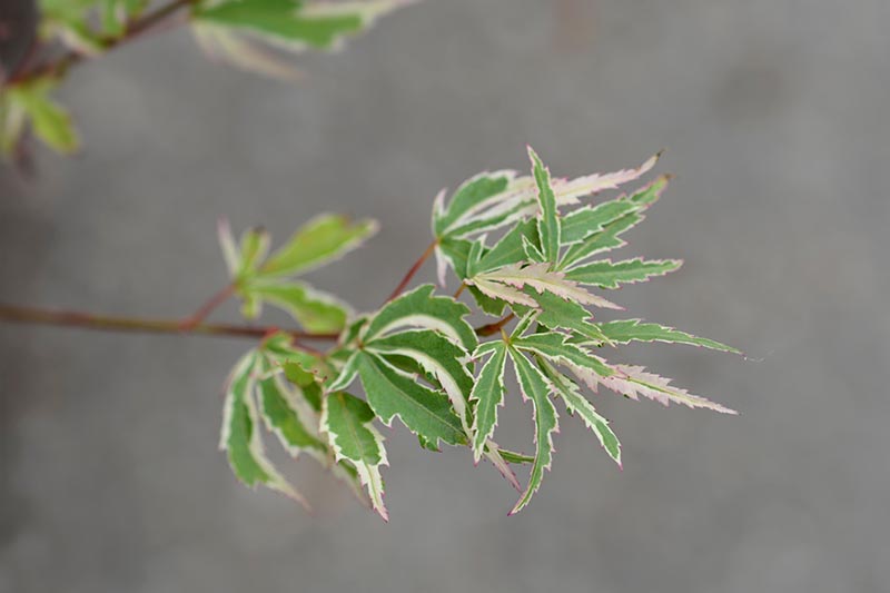 A close up horizontal image of the variegated foliage of Acer palmatum 'Butterfly' pictured on a gray background.
