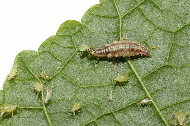 A close up horizontal image of a lacewing larva feeding on aphids on a leaf.
