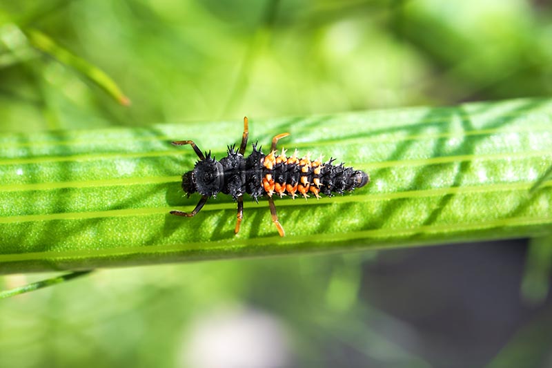 A close up horizontal image of a ladybug larvae on a stem pictured in bright sunshine on a soft focus background.