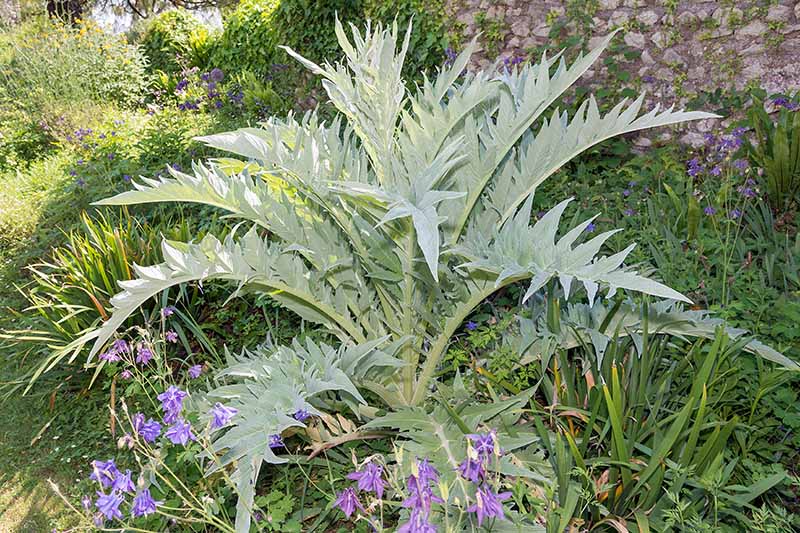 A close up horizontal image of cultivated cardoon, a plant grown for its edible leaves.