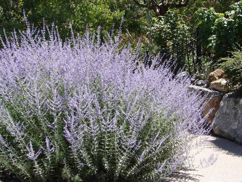 A close up horizontal image of a large stand of Salvia yangii growing by the side of a garden path.