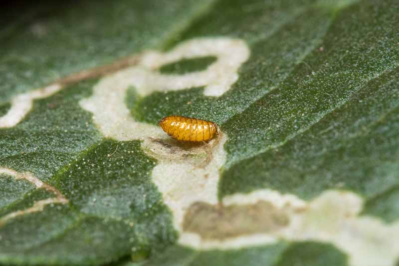 A close up horizontal image of a leaf miner pupa on the surface of foliage.