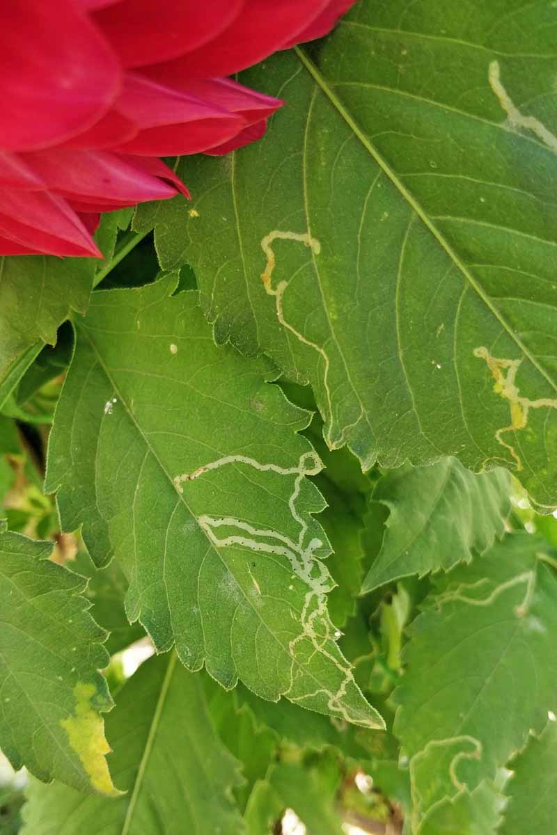 A close up vertical image of the foliage of a dahlia plant that has been damaged by leaf miners.