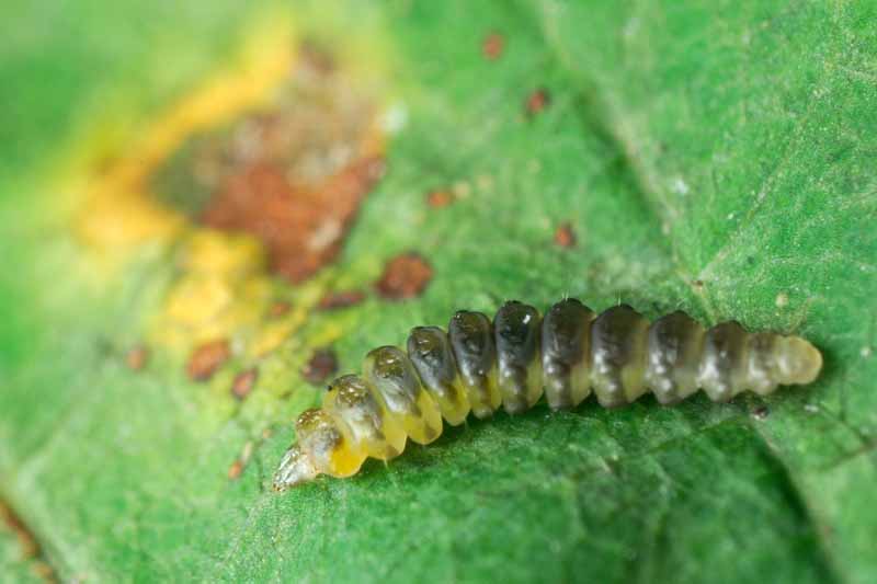 A close up horizontal image of a leaf miner larvae ready to wreak havoc on the foliage of a plant.