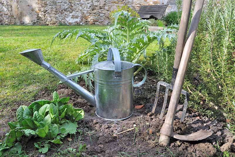 A close up horizontal image of a backyard garden bed planted with vegetables and herbs, with a metal watering can and tools.