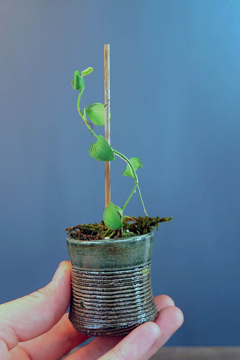 A close up vertical image of a hand from the bottom of the frame holding a little pot with a miniature philodendron growing in it pictured on a blue background.