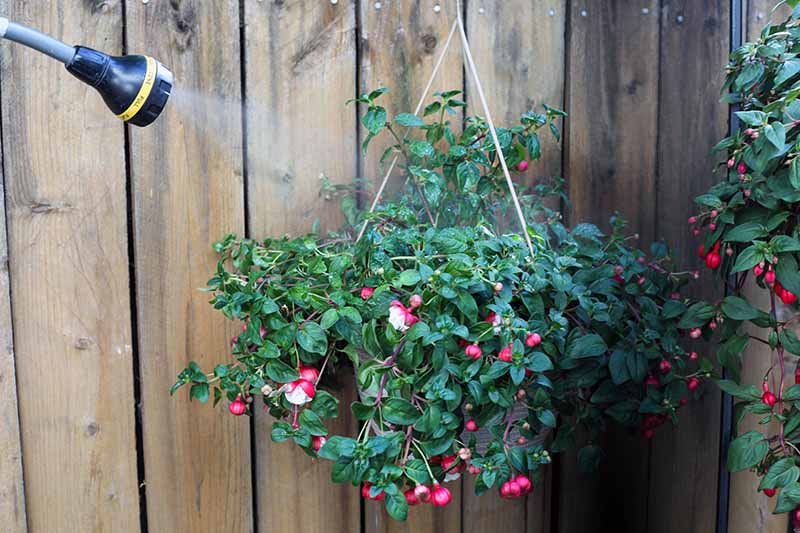 A close up horizontal image of a hose from the left of the frame on a misting setting irrigating a plant in a hanging basket with a wooden fence in the background.