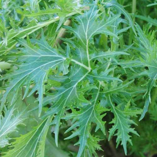 Mizuna Seeds – Japanese Mustard Green – Non-GMO – Fast Growing – Richie’s Growth Market