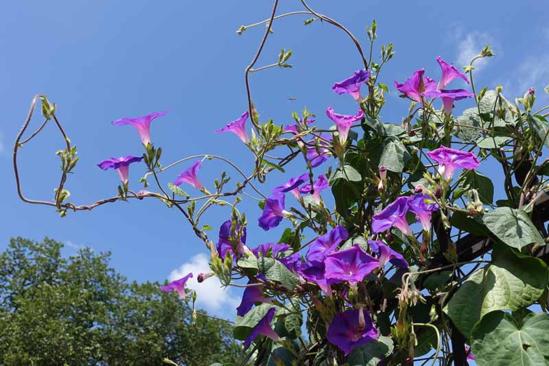 A close up horizontal image of purple morning glory flowers growing on a large vine pictured in bright sunshine on a blue sky background.