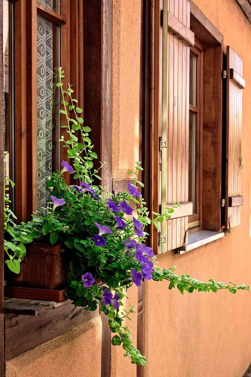 A close up vertical image of a morning glory (Ipomoea purpurea) vine growing in a window box outside a residence.