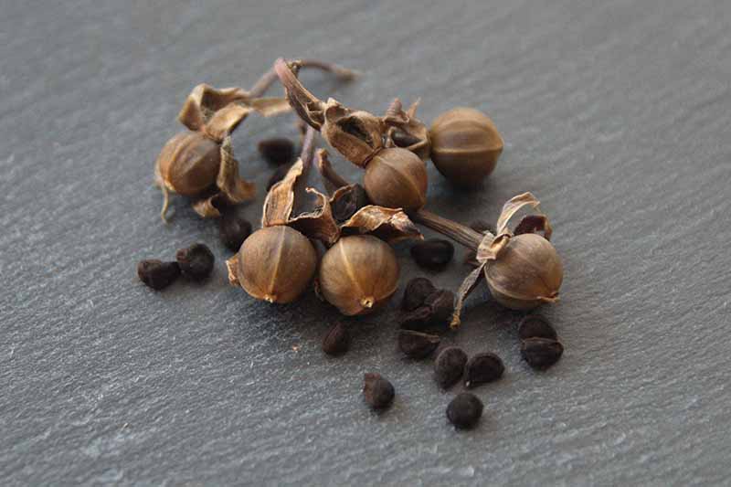 How to Collect and Save Morning Glory Seeds | Gardener's Path