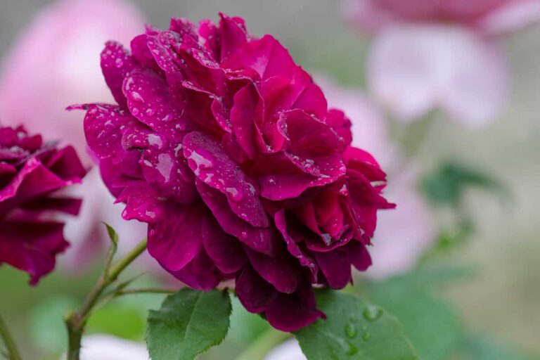 Learn About David Austin English Roses | Gardener’s Path