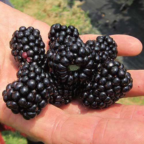 A close up square image of an open palm holding a handful of freshly harvested Rubus 'Natchez' fruit.