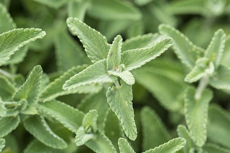 A close up horizontal image of the foliage of Nepeta cataria growing in the garden.