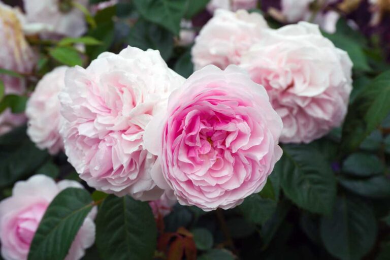 Learn About David Austin English Roses | Gardener’s Path