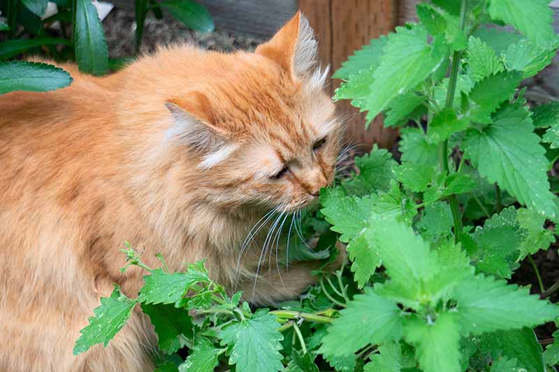 A close up horizontal image of a large orange cat sniffing and eating catnip (Nepeta cataria) that is growing in the garden.
