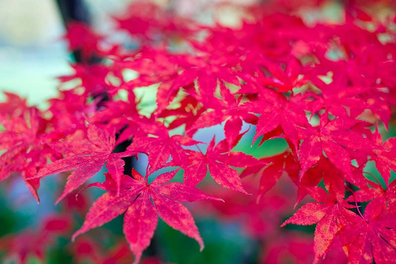 A close up horizontal image of the bright red foliage of 'Osakazuki' Japanese maple pictured on a soft focus background.