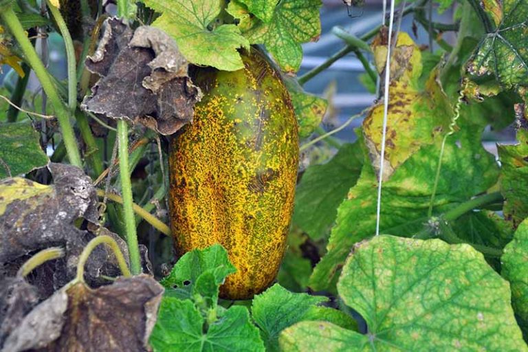 Under Ripe Caccuma How and When to Harvest Cucumbers | Gardener’s Path