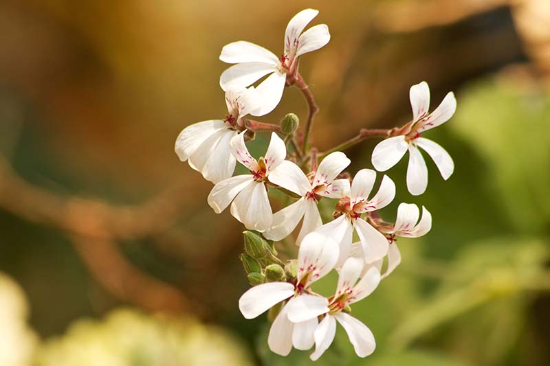 A close up horizontal image of scented geraniums pictured on a soft focus background.