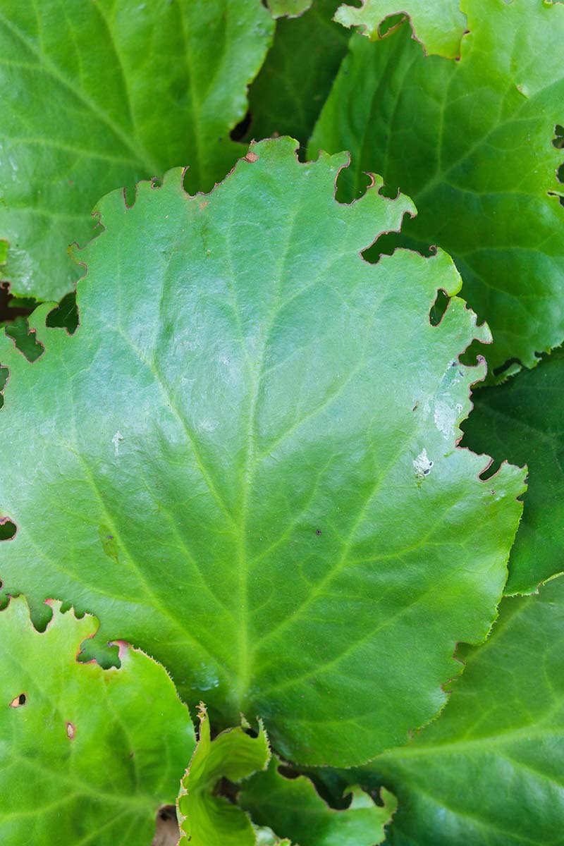 A close up vertical image of bergenia foliage showing the damage done by chewing insects.