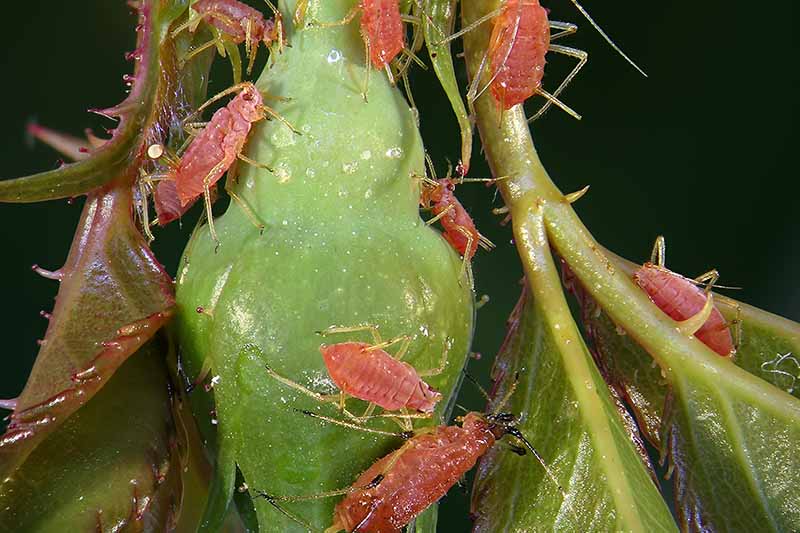 How to Control Aphids on Roses | Gardener's Path