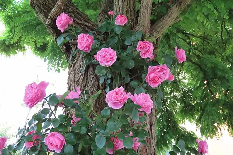 A close up horizontal image of a climbing rose with pink flowers growing up a tree.