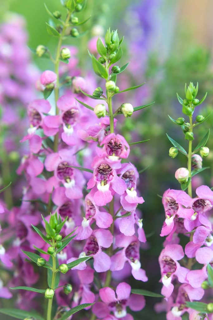 Grow Summer Snapdragon (Angelonia angustifolia) | Gardener’s Path