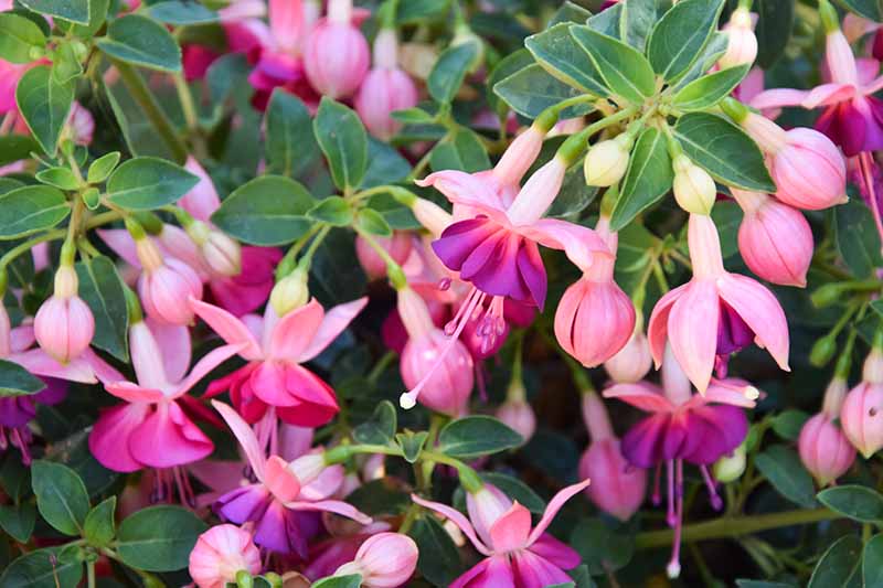 A close up horizontal image of beautiful pink and purple fuchsia flowers growing in the garden.