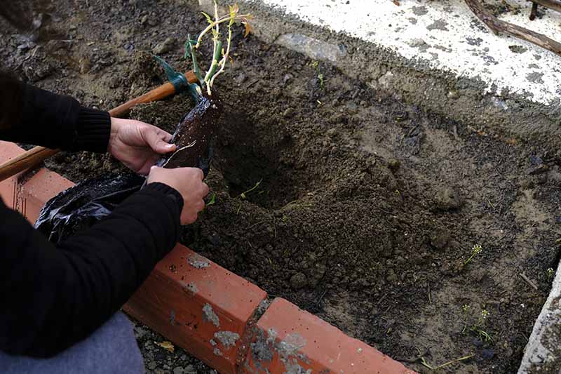 A close up horizontal image of a gardener planting a bare root into the soil in a raised bed.