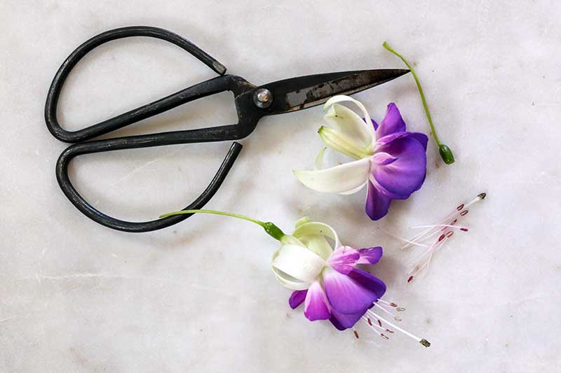 A close up horizontal image of a pair of scissors with two freshly prepared fuchsia flowers for eating.