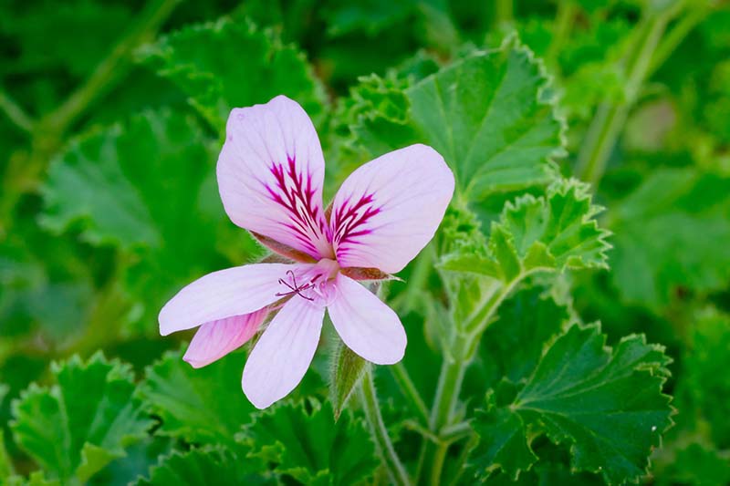 A close up horizontal image of a pink 'Prince Rupert' flower with foliage in soft focus in the background.