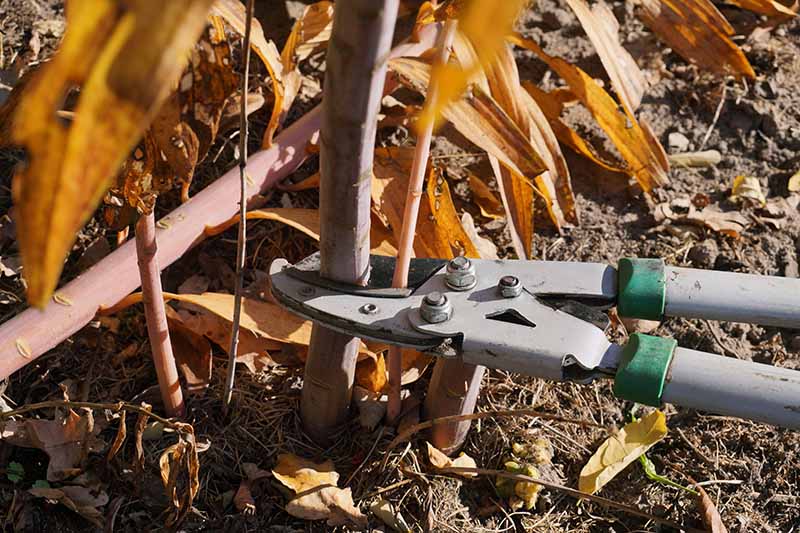 A close up horizontal image of a pair of large pruners cutting back blackberry canes in autumn.
