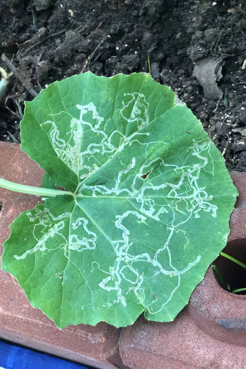 A close up vertical image of a pumpkin leaf with extensive insect damage in the form of silvery tunnels on the surface.