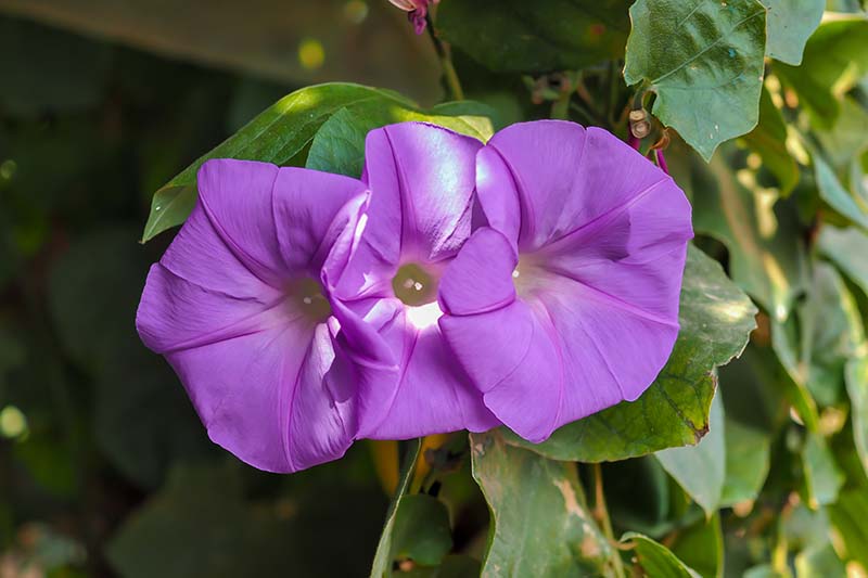 A close up horizontal image of purple morning glory (Ipomoea purpurea) flowers growing in the garden pictured in light filtered sunshine.