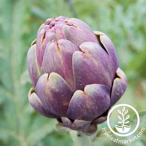 A close up square image of a 'Purple Romagna' artichoke pictured on a soft focus background. To the bottom right of the frame is a white circular logo with text.