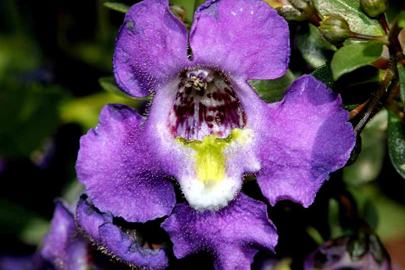 A close up horizontal image of a purple Angelonia angustifolia flower growing in the garden pictured on a dark background.