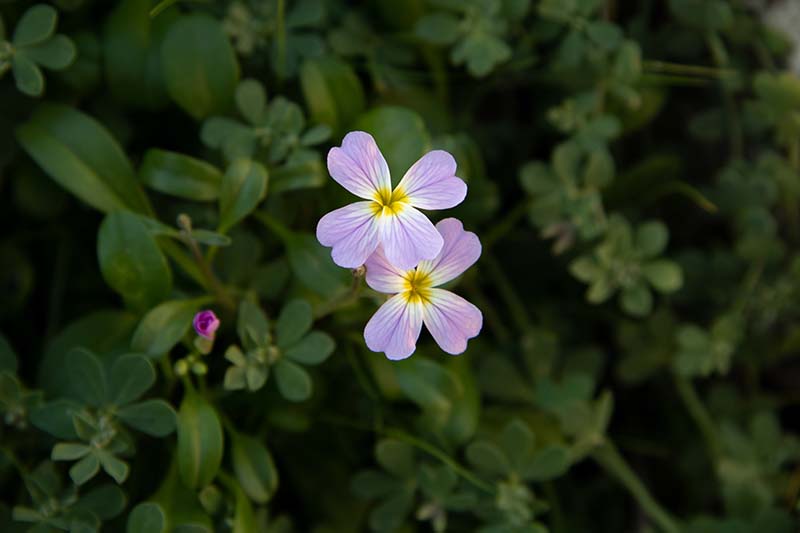 A close up horizontal image of two small Virginia stock flowers (Malcolmia maritima) growing in the garden pictured on a soft focus background.