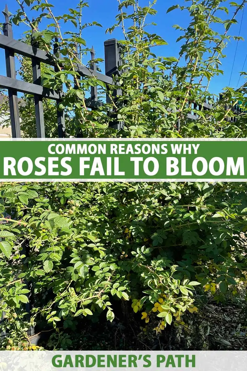 A close up vertical image of a rose bush growing in the garden with a notable absence of blossoms, pictured on a blue sky background. To the center and bottom of the frame is green and white printed text.
