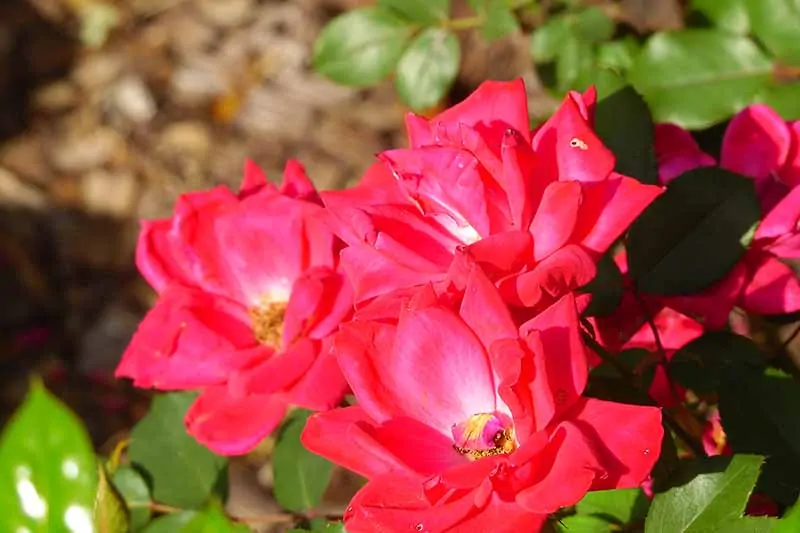 A close up horizontal image of bright red Knock Out roses growing in a sunny garden.