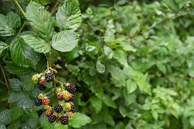 A close up horizontal image of blackberry bushes with ripe and unripe berries growing wild with stinging nettles in soft focus in the background.