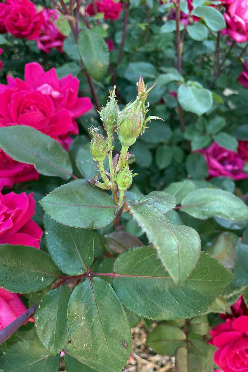 A close up vertical image of a rose bush infested with aphids.