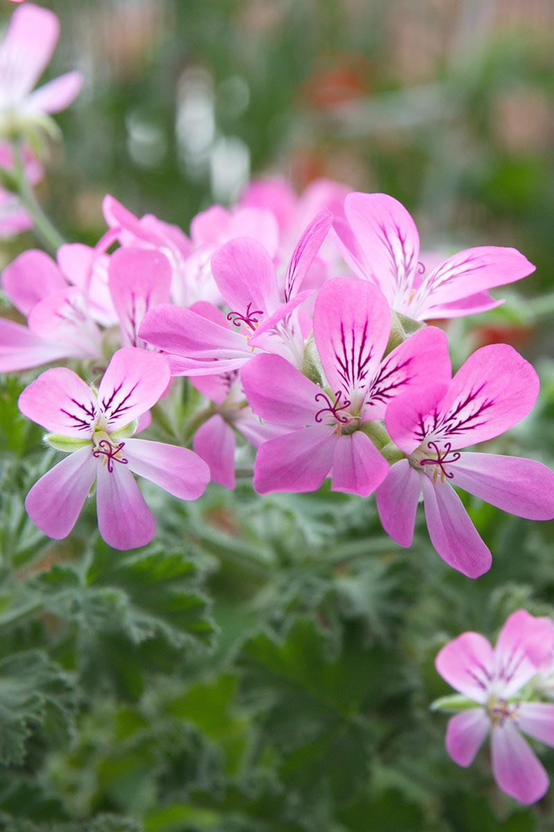 A close up vertical image of light pink Pelargonium capitatum flowers growing in the garden pictured on a soft focus background.