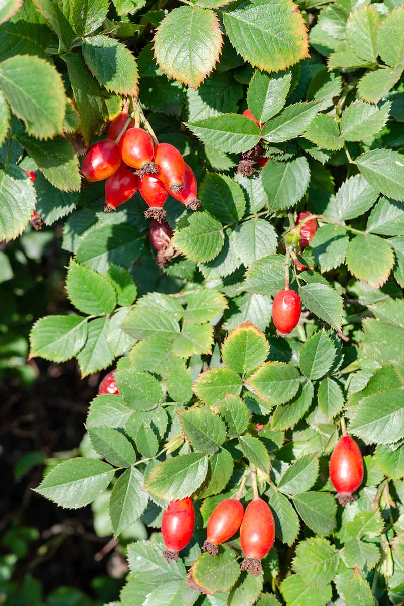 A close up vertical image of rose hips developing on a bush in a sunny garden.