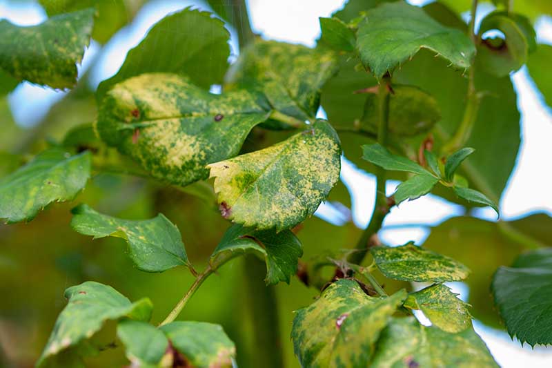 Common Reasons why Rose Leaves Turn Yellow