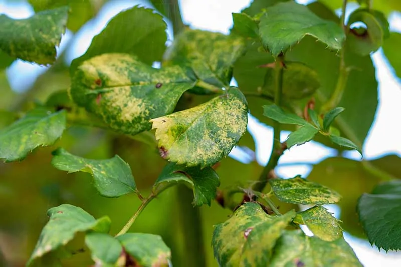 A close up horizontal image of foliage that is turning yellow on account of a viral disease.