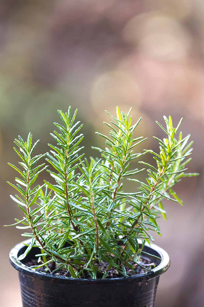 A close up vertical image of a small rosemary plant growing in a black plastic pot pictured on a soft focus background.