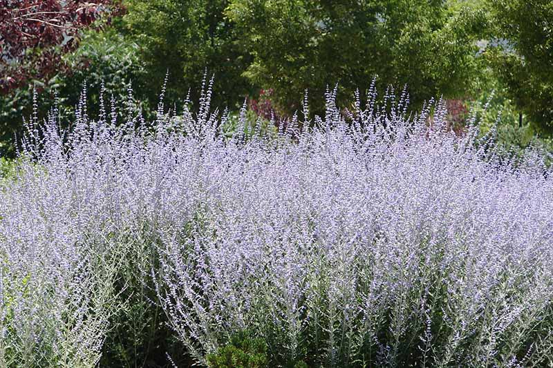 A close up horizontal image of a large stand of Salvia yangii (Russian sage) growing in a garden border with perennials in the background.