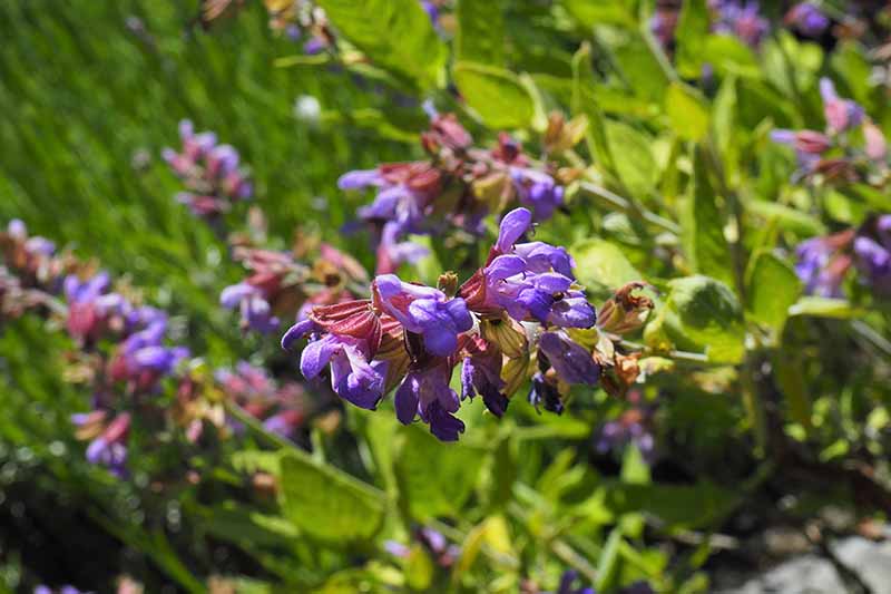 A close up horizontal image of bright purple sage flowers growing in the garden pictured in light filtered sunshine.