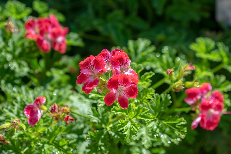 A close up horizontal image of bright red Pelargonium flowers growing in a sunny garden.