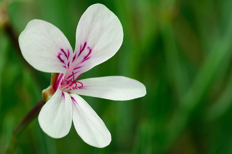 A close up horizontal image of a white and pink Pelargonium flower pictured on a soft focus background.